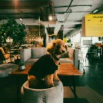 Dog Friendly Office