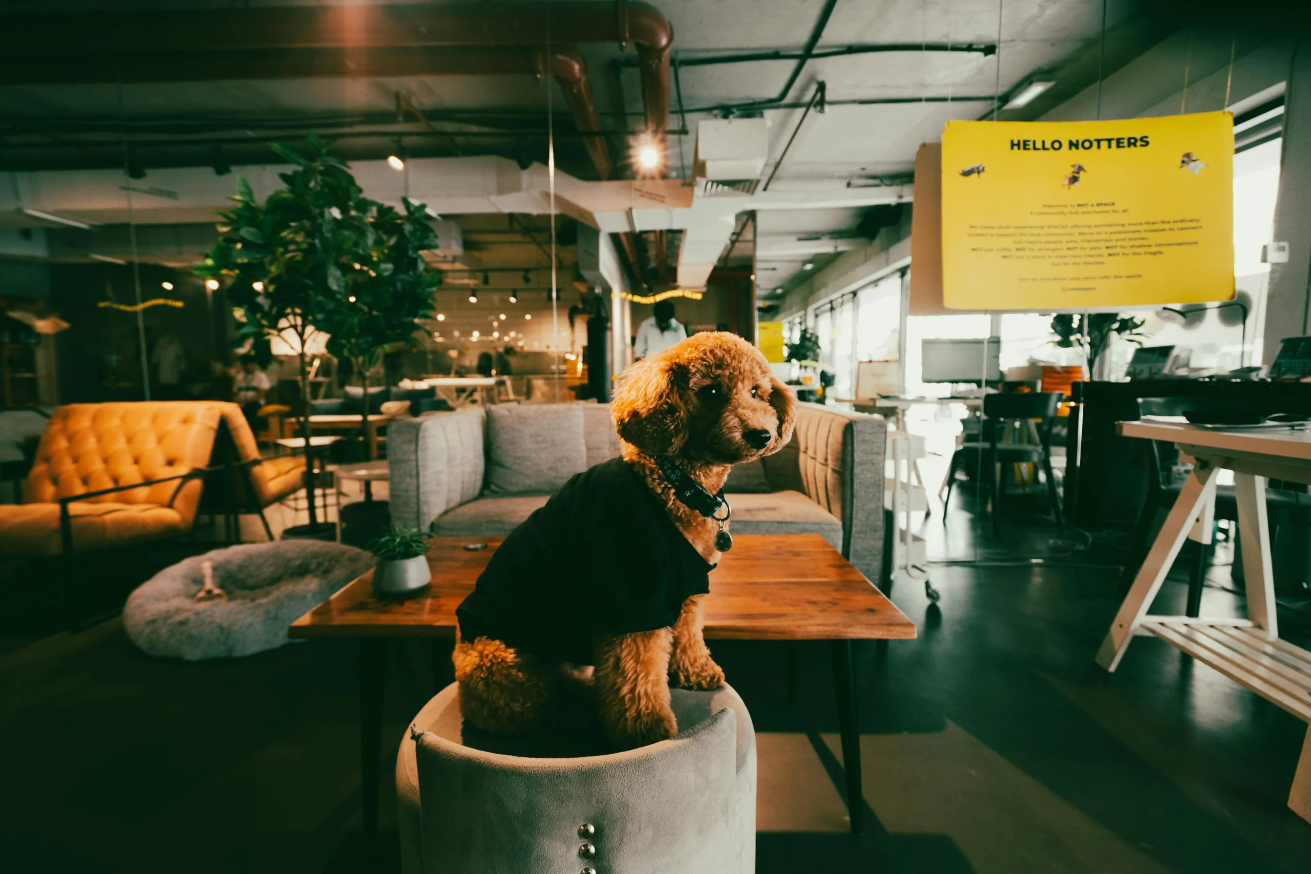 Dog Friendly Office